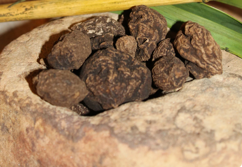 High John the Conqueror Root